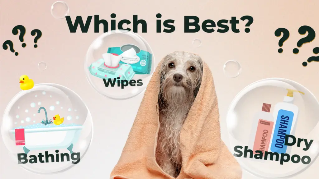 Bathing vs Wipes vs Dry Shampoo: Which is Best?