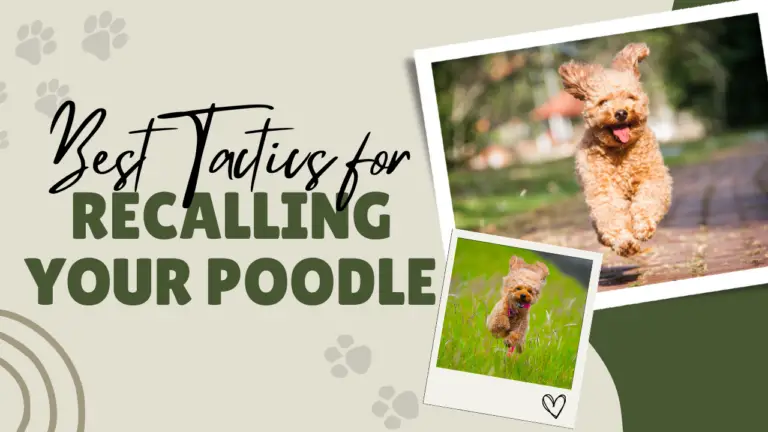 Best Tactics for Recalling Your Poodle That Work