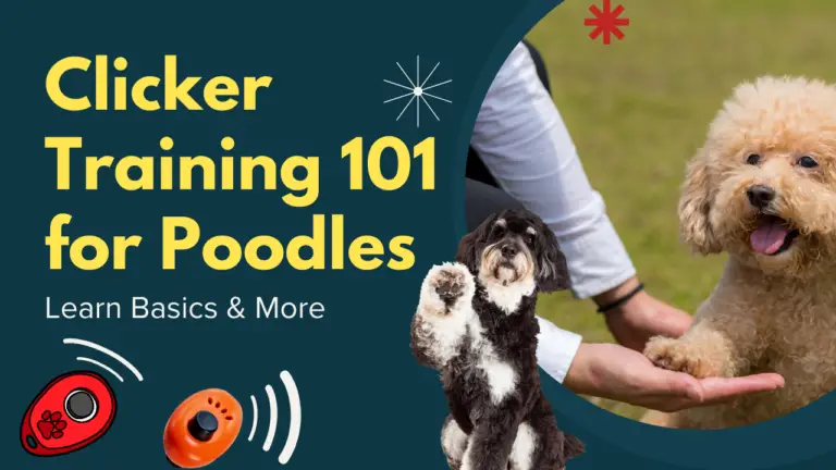 Clicker Training 101 for Poodles