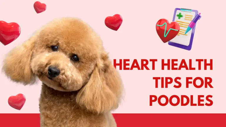 Heart Health Tips for Poodles