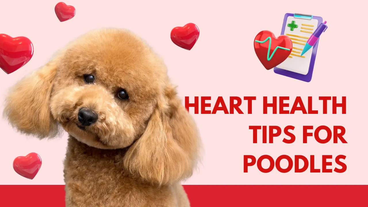 Understanding Heart Disease Risk in Poodles