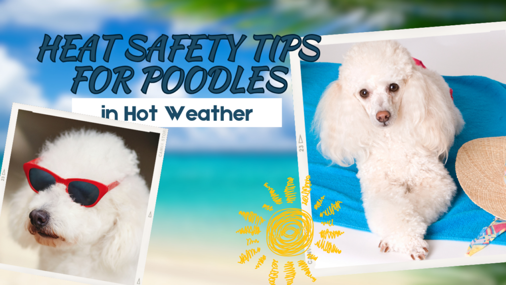 Heat Safety Tips for Poodles in Hot Weather