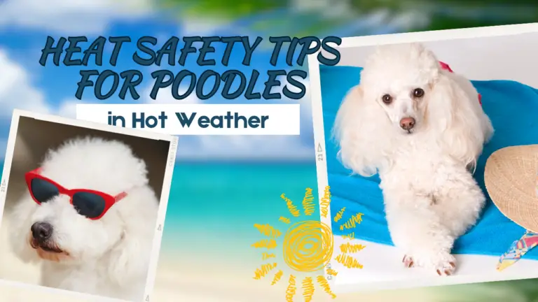 Heat Safety Tips for Poodles in Hot Weather