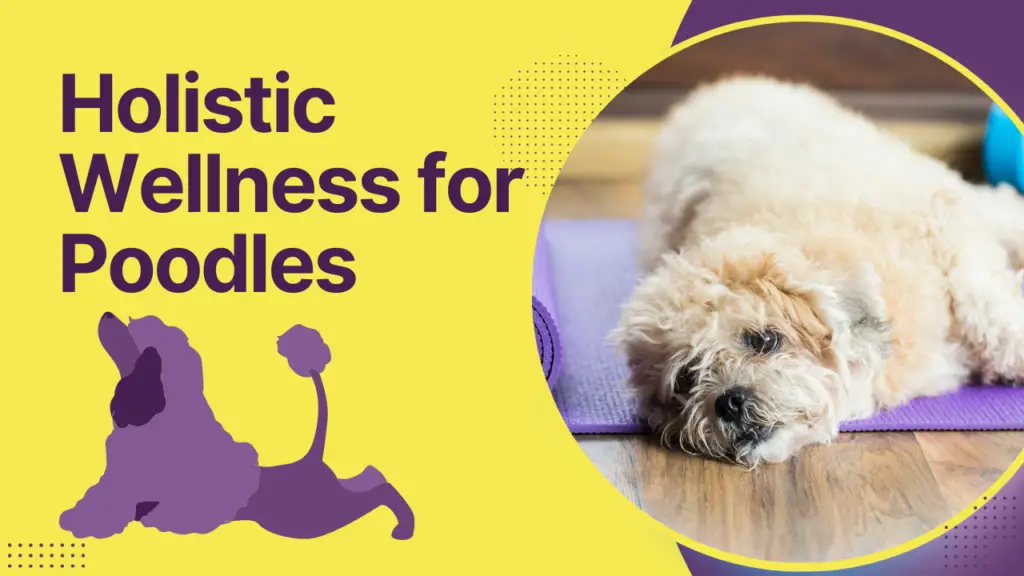 Holistic Wellness for Poodles