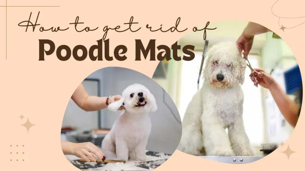 How to Get Rid of Poodle Hair Mats