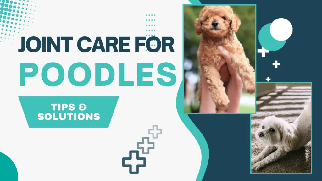 Joint Care for Poodles_ Tips & Solutions