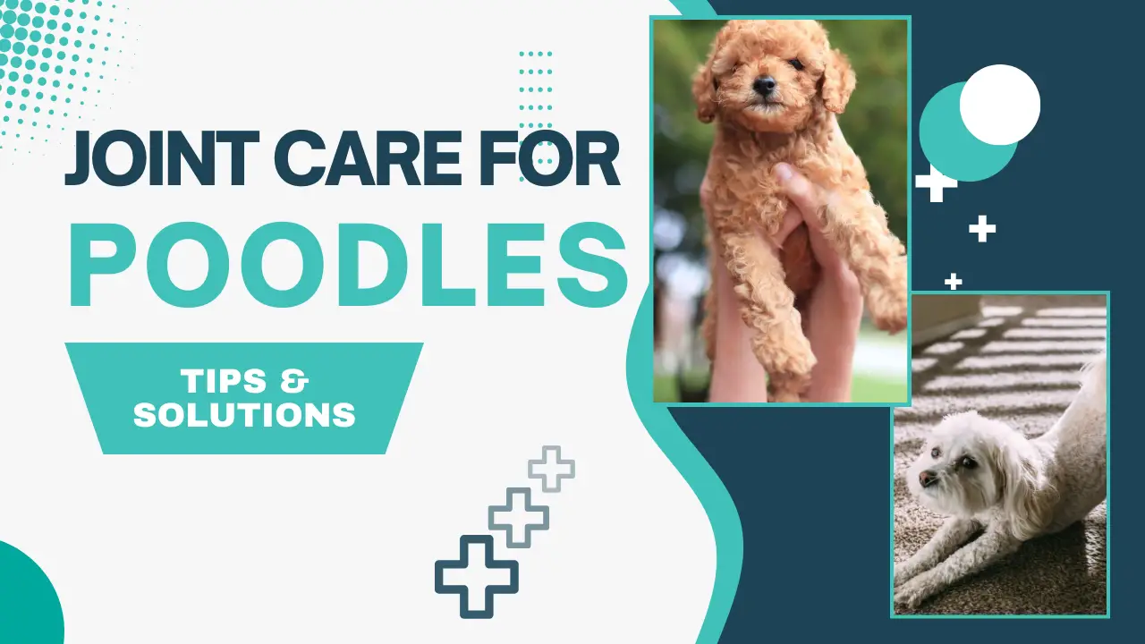 Joint Care For Poodles_ Tips &Amp;Amp; Solutions