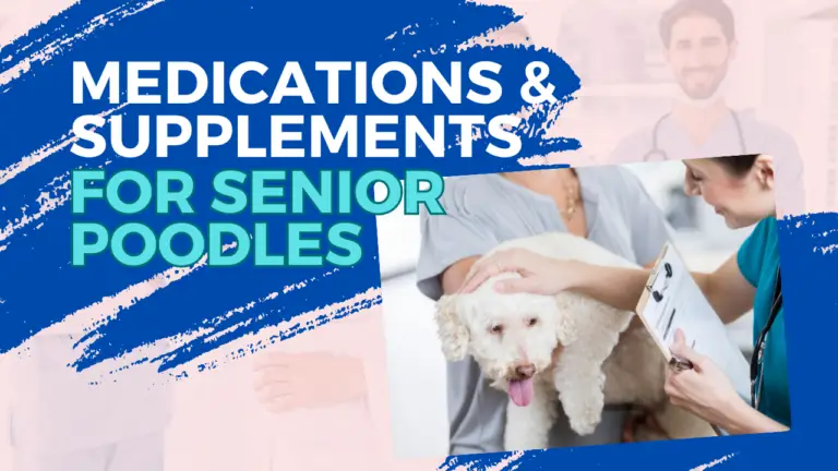 Medications & Supplements for Senior Poodles