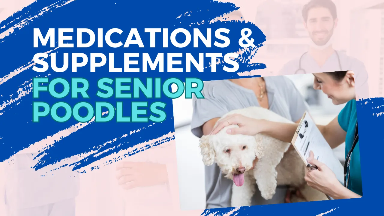 Medications & Supplements for Senior Poodles