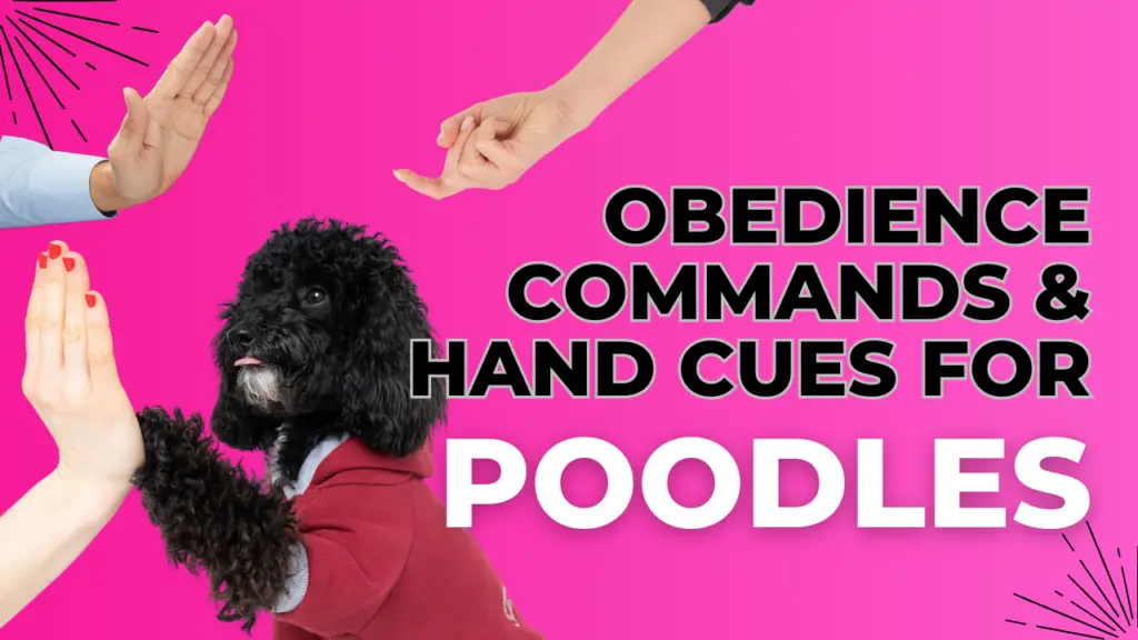 Obedience Commands & Hand Cues for Poodles
