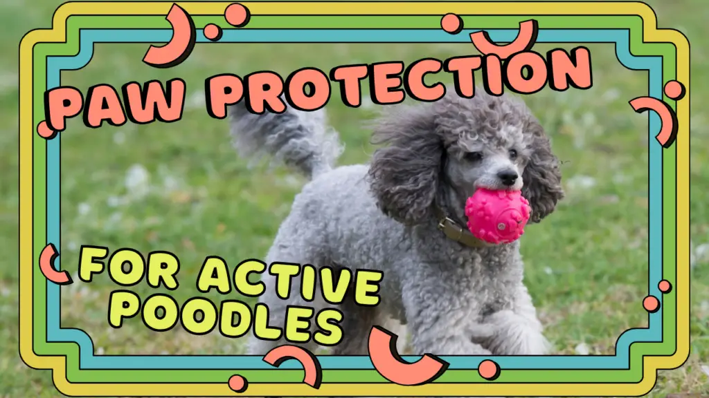 Paw Protection for Active Poodles - Keep Paws Safe!