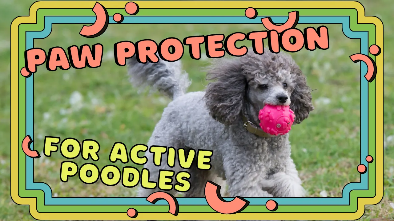Paw Protection for Active Poodles – Keep Paws Safe!