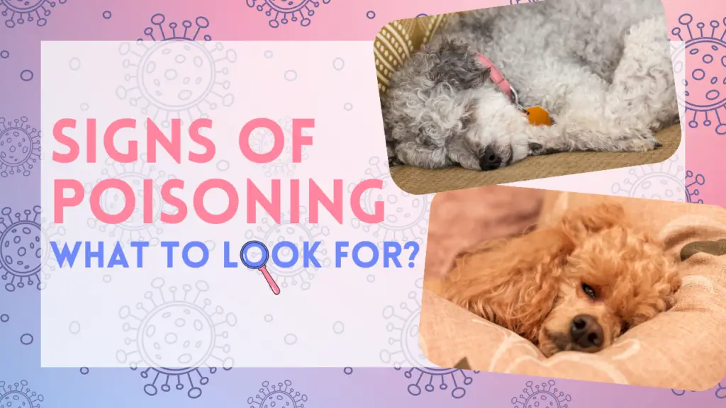 Signs of Poisoning_ What to Look For