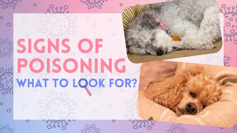 Signs of Poisoning_ What to Look For
