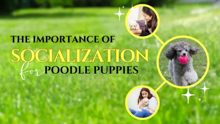 Socialization for Poodle Puppies_ Its Importance