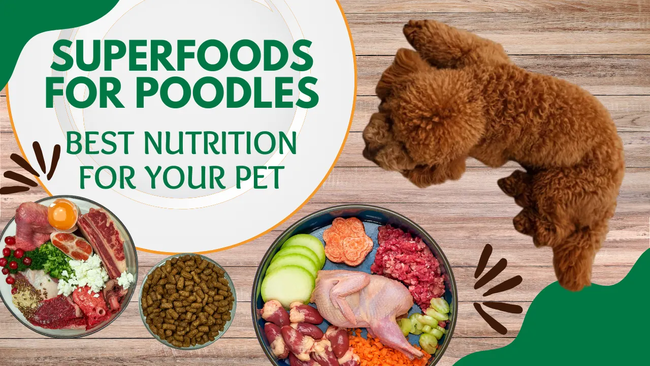 Superfoods for Poodles: Best Nutrition for Your Pet