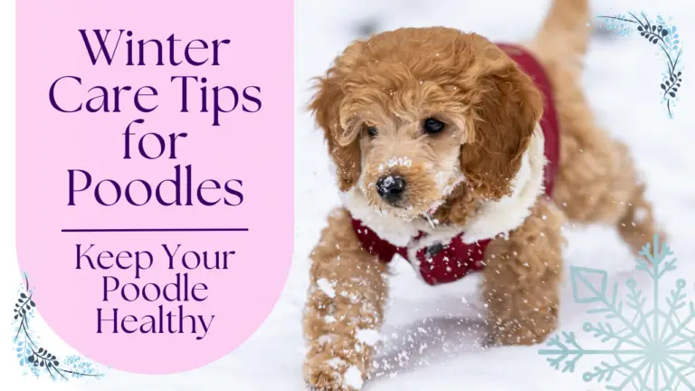 Winter Care Tips for Poodles