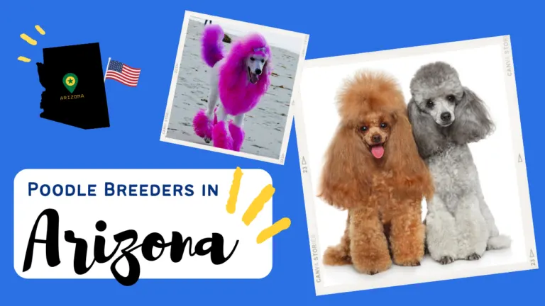 Criadores de poodles en Arizona