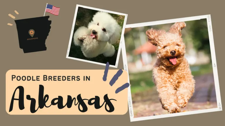 Criadores de poodles en Arkansas