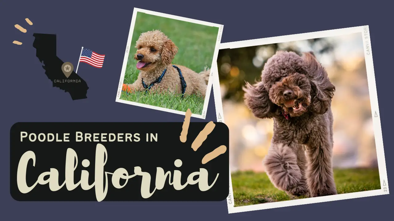 Poodle Breeders In California