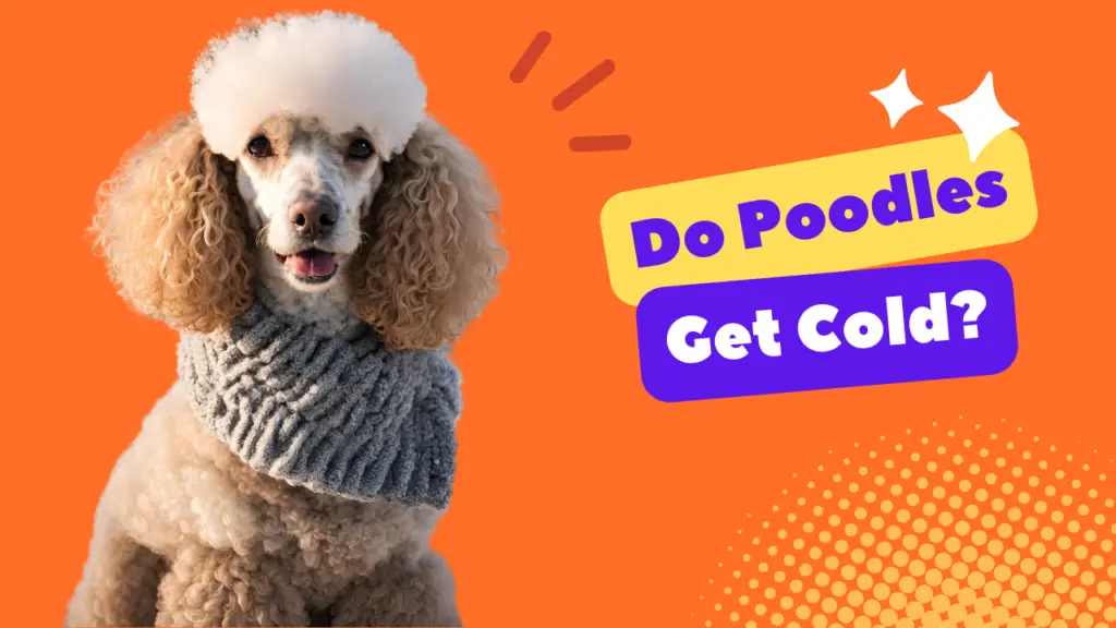 Do Poodles Get Cold
