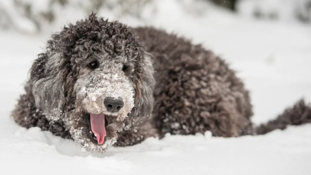 Do Poodles Get Cold