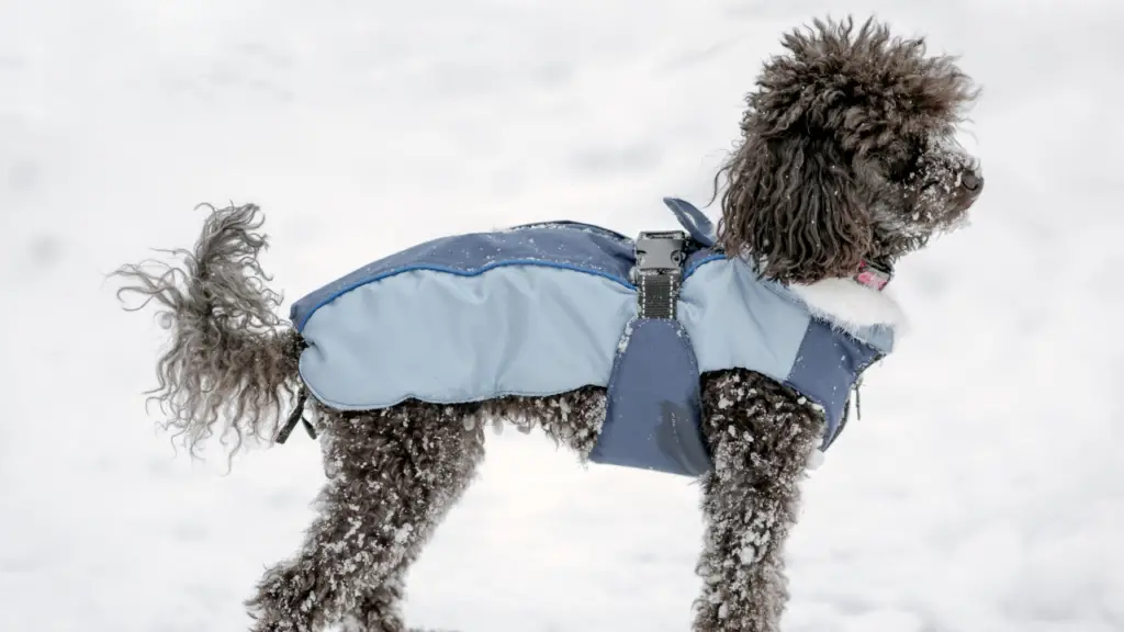 Do Poodles Get Cold