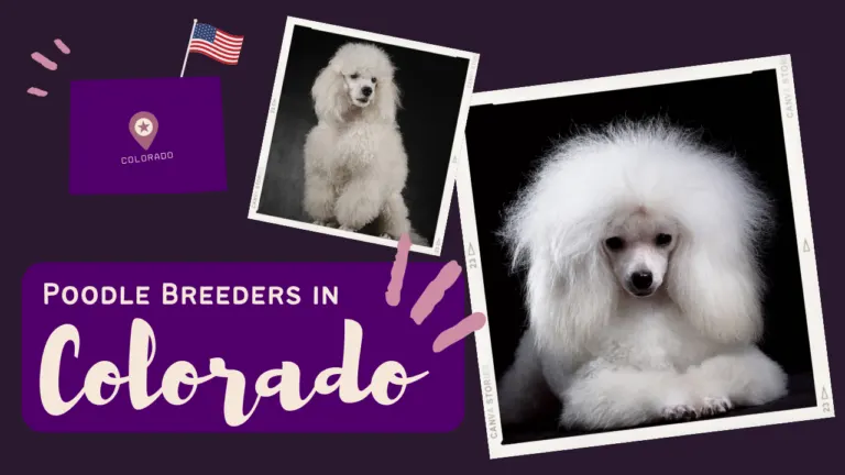 Criadores de poodles en Colorado