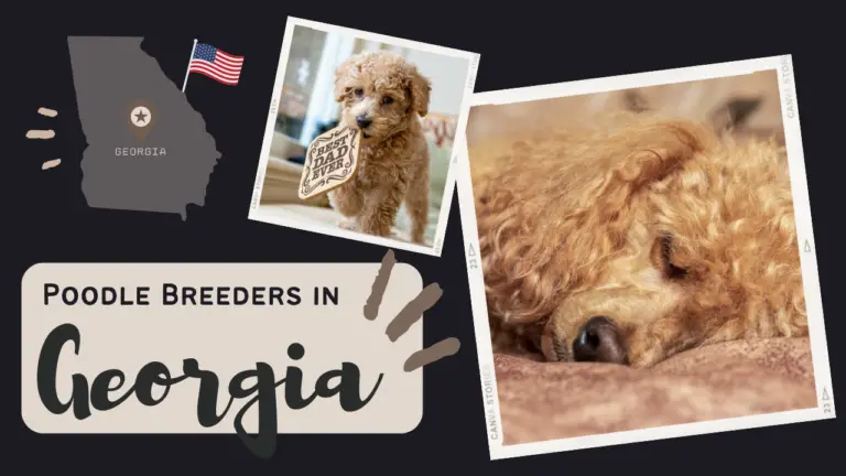 Poodle Breeders in Georgia