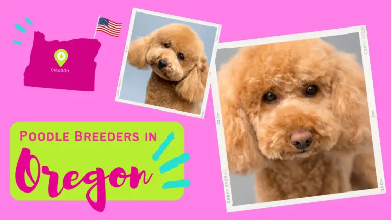 Poodle Breeders in Oregon