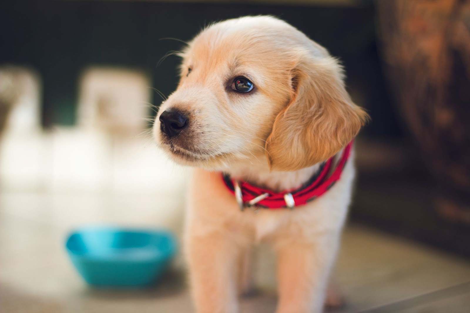 5 Effective Training Tips for a Well-Behaved Pup