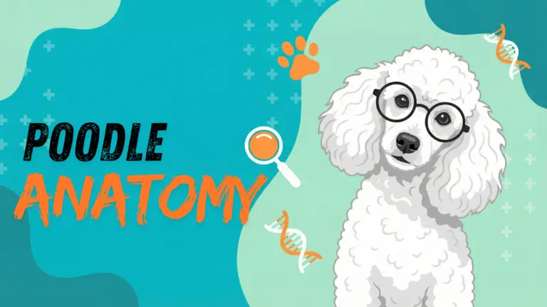 Poodle Anatomy 101: From Noses to Dewclaws